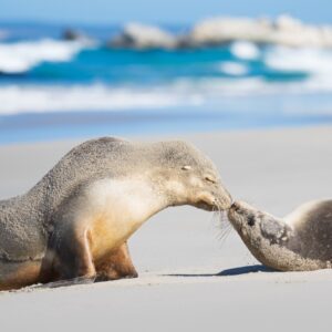 Australia Tours – Südaustralien – Seal Bay Kangaroo Island 154910-166