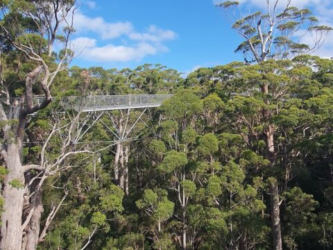 Australia Tours - Valley of The Giants Westaustralian Diana 2026-04-14 at 17.05.48