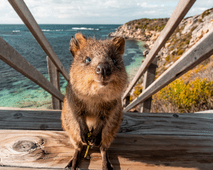 Australia Tours – Westaustralien – Quokka, Rottnest Island – copyright Tourism Western Australia – 129488-56