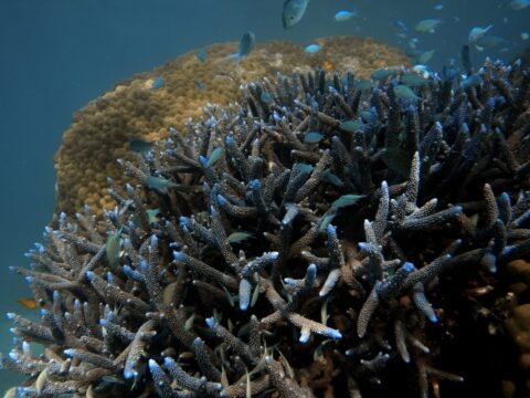 Australia Tours - Westaustralien Whale Shark Swim Diana - 20220525-130718 (1)