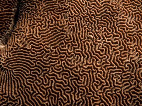 Australia Tours - Westaustralien Whale Shark Swim Diana - 20220525-131533 (2)