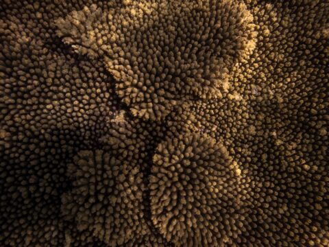 Australia Tours - Westaustralien Whale Shark Swim Diana - 20230915-_DSC9154