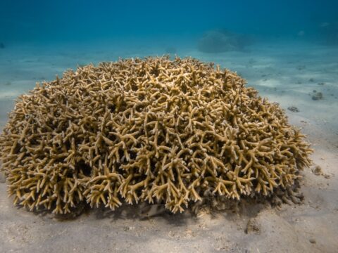 Australia Tours - Westaustralien Whale Shark Swim Diana - 20230915-_DSC9157
