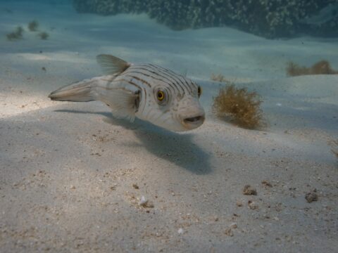 Australia Tours - Westaustralien Whale Shark Swim Diana - 20230915-_DSC9167