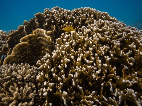 Australia Tours - Westaustralien Whale Shark Swim Diana - 20230915-_DSC9185