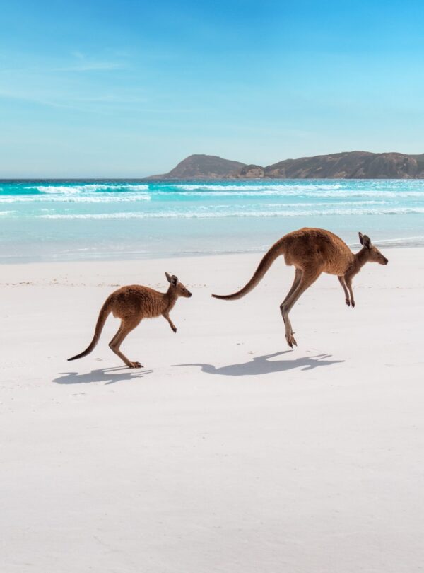 Kangaroos at Lucky Bay, Cape Le Grand National Park