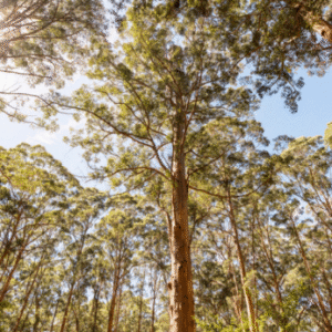 Australia Tours – Westaustralien – copyright Tourism Western Australia – Pemberton Discovery Tours 123361-56