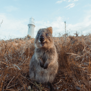 Australia Tours – Westaustralien – copyright Tourism Western Australia – Quokka, Rottnest Island 129486-56