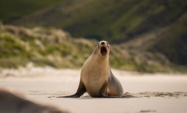 Neuseeland zum Kennenlernen: Deluxe Roadtrip Nord- und Südinsel kompakt