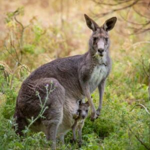 AustraliaTours_1013167-134_TourismAustralia