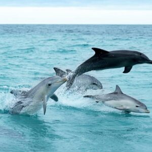 AustraliaTours_1089410-134_©TourismAustralia