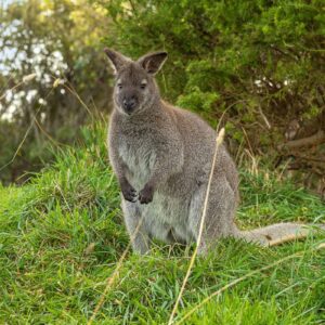 AustraliaTours_1094846-134_TourismAustralia