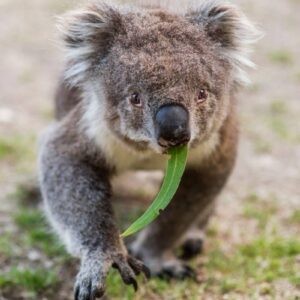 AustraliaTours_1098814-133_TourismAustralia