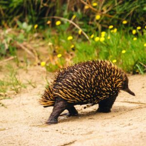 AustraliaTours_1099301-133_TourismAustralia