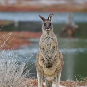 AustraliaTours_1102360-133_TourismAustralia