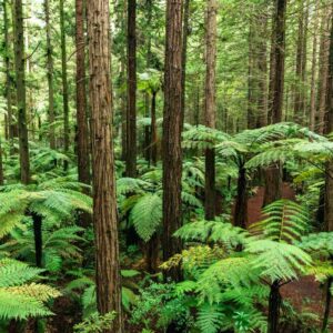 AustraliaTours_235589-rotorua-bay-of-plenty_TourismNewZealand