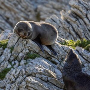 AustraliaTours_516659-kaikoura-canterbury_TourismNewZealand