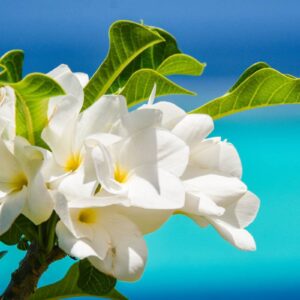 AustraliaTours_AustraliaTours_copyright TNTP2_11_HUAHINE_DSC_2372__copyright Teriitua Maoni-3000×2000