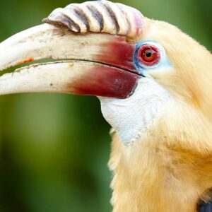 Male Hornbill, Papua New Guinea