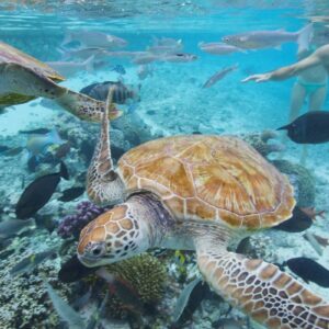 Natural Beauty – Secondary