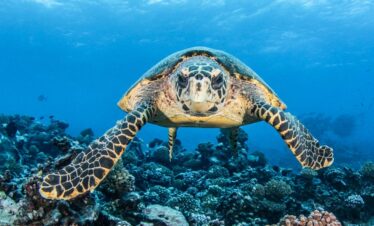The Luxperience – private Luxusrundreise Tahiti