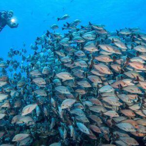 AustraliaTours_Tahiti Unterwasserentdecker_copyright TNTP2_FAKARAVA_Ambiance Bon enfant à Rangiroa-01_© Bernard Beaussier-2362×1575