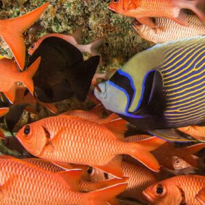 AustraliaTours_Tahiti Unterwasserentdecker_copyright TNTP2_FAKARAVA_Des couleurs de Rangiroa-I’ihi-06_© Bernard Beaussier