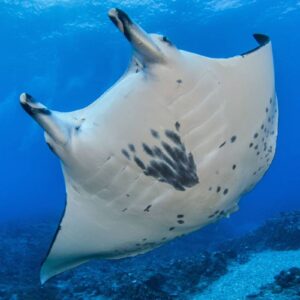 AustraliaTours_Tahiti Unterwasserentdecker_copyright TNTP2_FAKARAVA_Fafapiti no Rangiroa ou Manta Birostis-10_© Bernard Beaussier-2362×1575