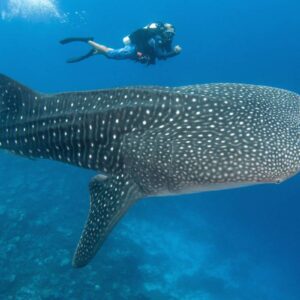 AustraliaTours_Tahiti Unterwasserentdecker_copyright TNTP2_FAKARAVA_Requin Baleine en visite à Rangiroa-04_© Bernard Beaussier-2362×1575 (1)
