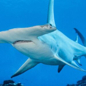 AustraliaTours_Tahiti Unterwasserentdecker_copyright TNTP2_FAKARAVA_Requin Marteau-Mao Tuamata-Sphyrna Mokarran de Rangiroa-08_© Bernard Beaussier-1200×792