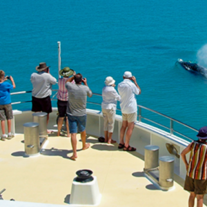 KIM-Whale-watching-01