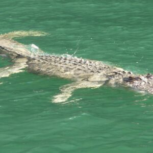 King George River – Crocodile