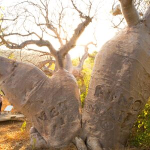 Mermaid Tree, Careening Bay, St George Basin.