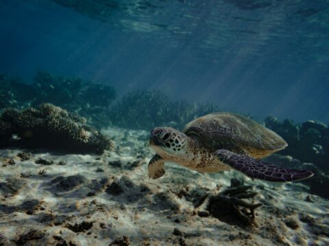 Ningaloo Reef_cameron-witney-ugwKbr1LZD4-unsplash