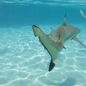 P2_02_MOOREA_00392-2808×1872