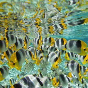 P2_11_TAHAA_01725-2808×1872