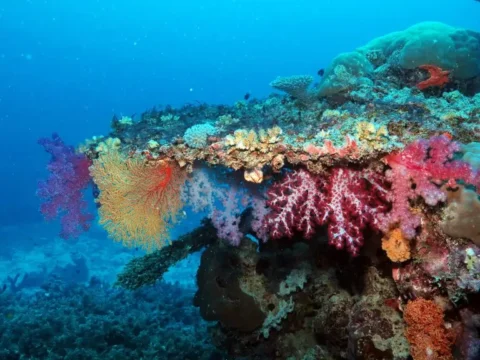 Pos-AG-Reef-768x576