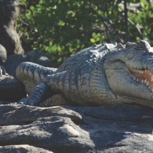 Saltwater Crocodile – crocodylis porosus