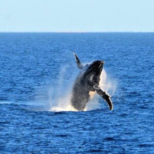 Whale Season – The Indian Ocean – Kimberley