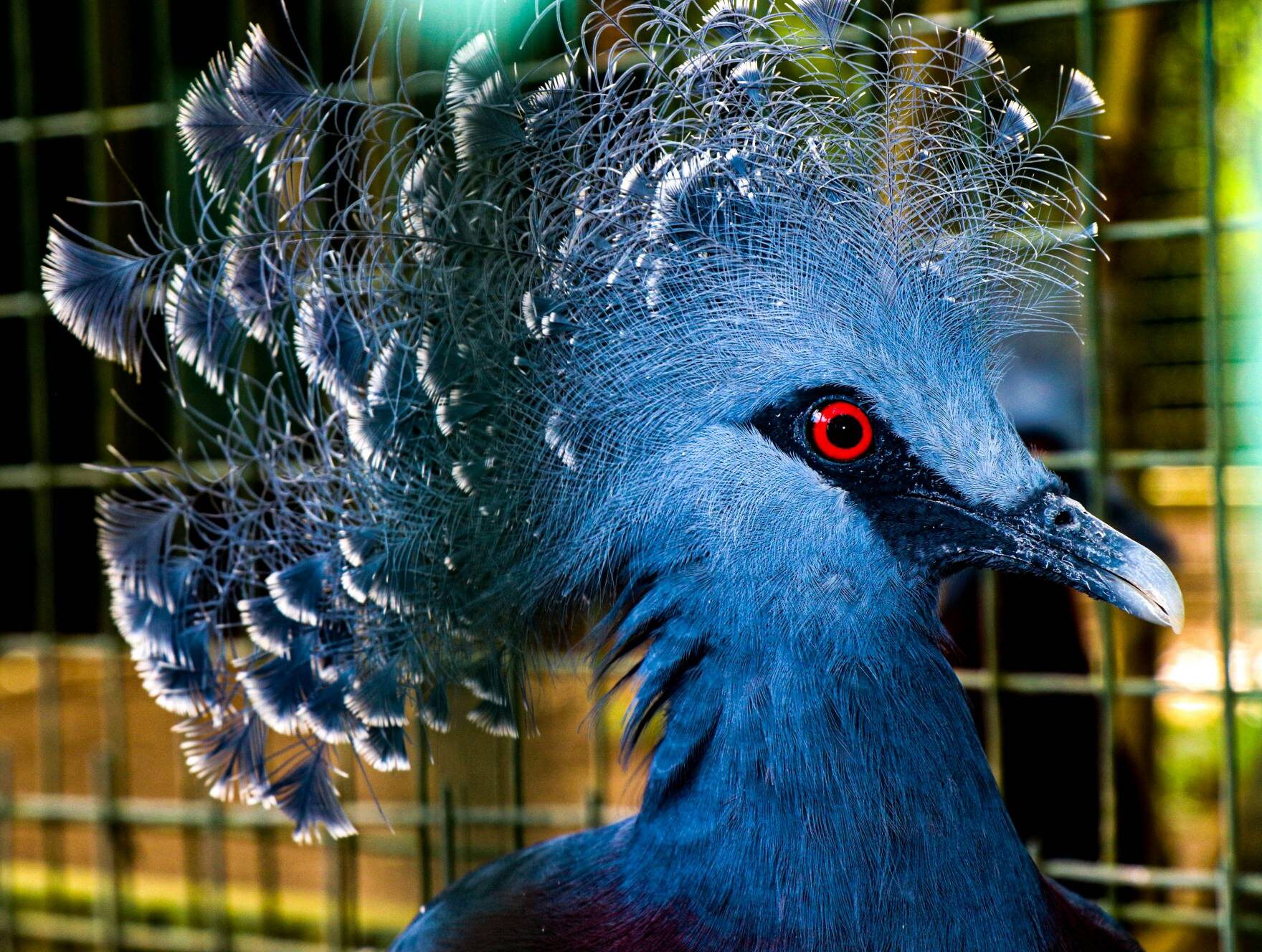 Ornithologisches Abenteuer in Papua Neuguinea – geführte Rundreise