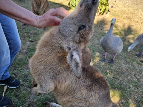 kangaroo 2 - KP