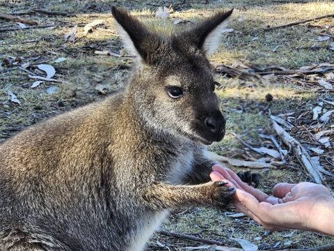kangaroo - KP