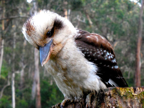 kookaburra canva 2.