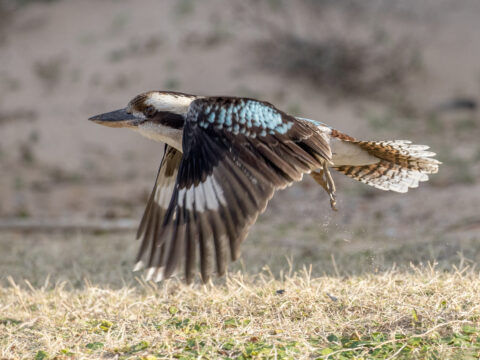 kookaburra canva 3