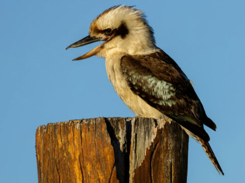 kookaburra canva