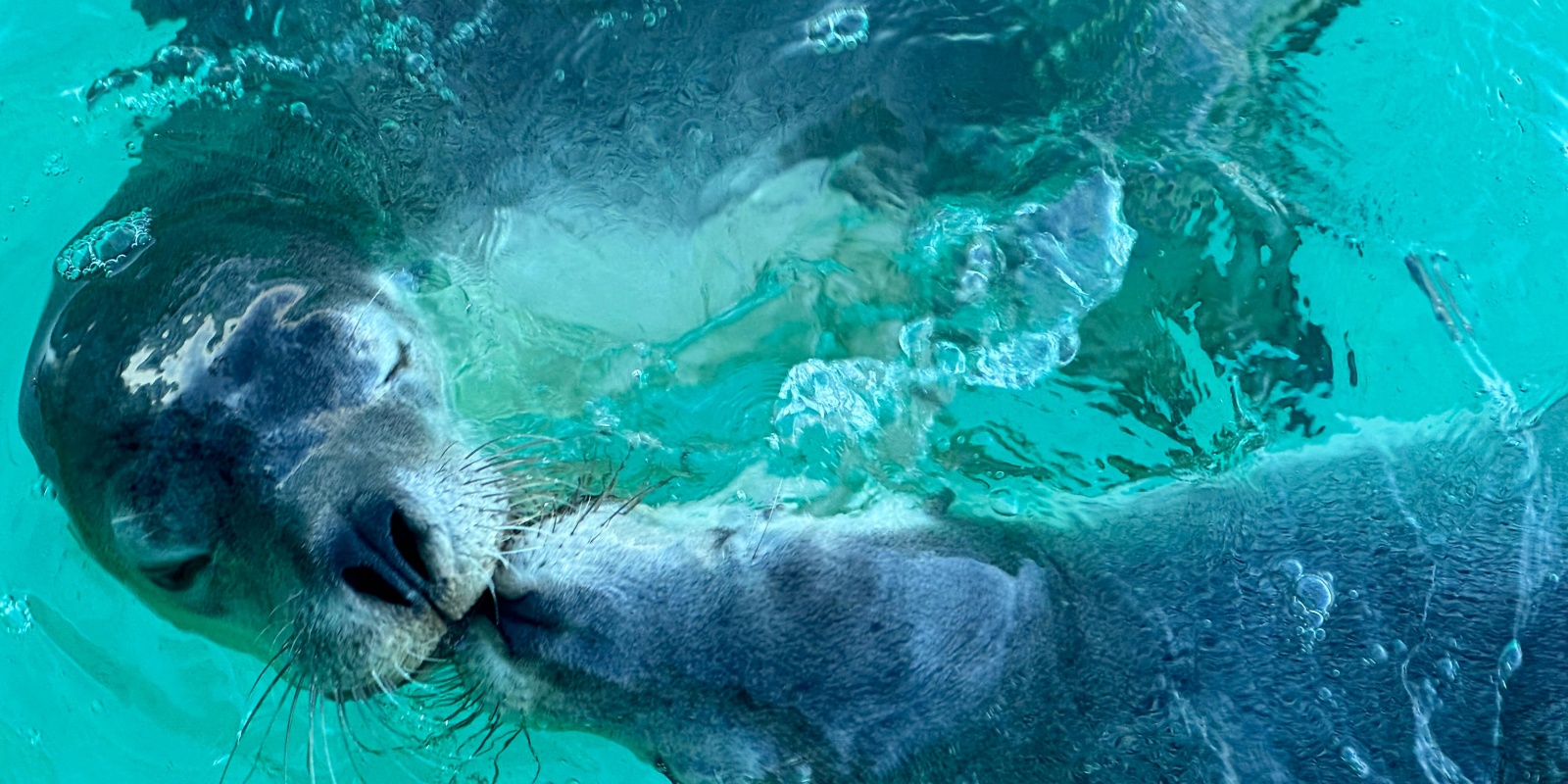 scenic eclipse II.Westaustralien Australia Tours.seals.jurienbay